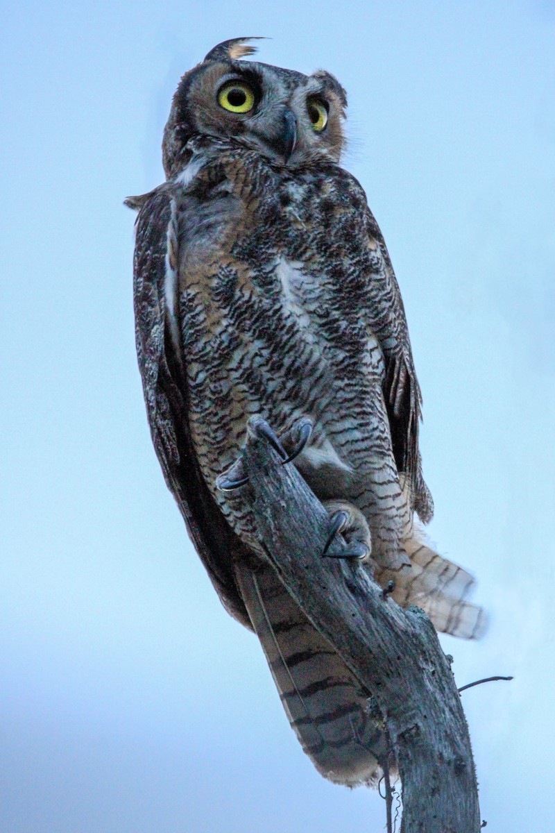 Great Horned Owl - ML620122862