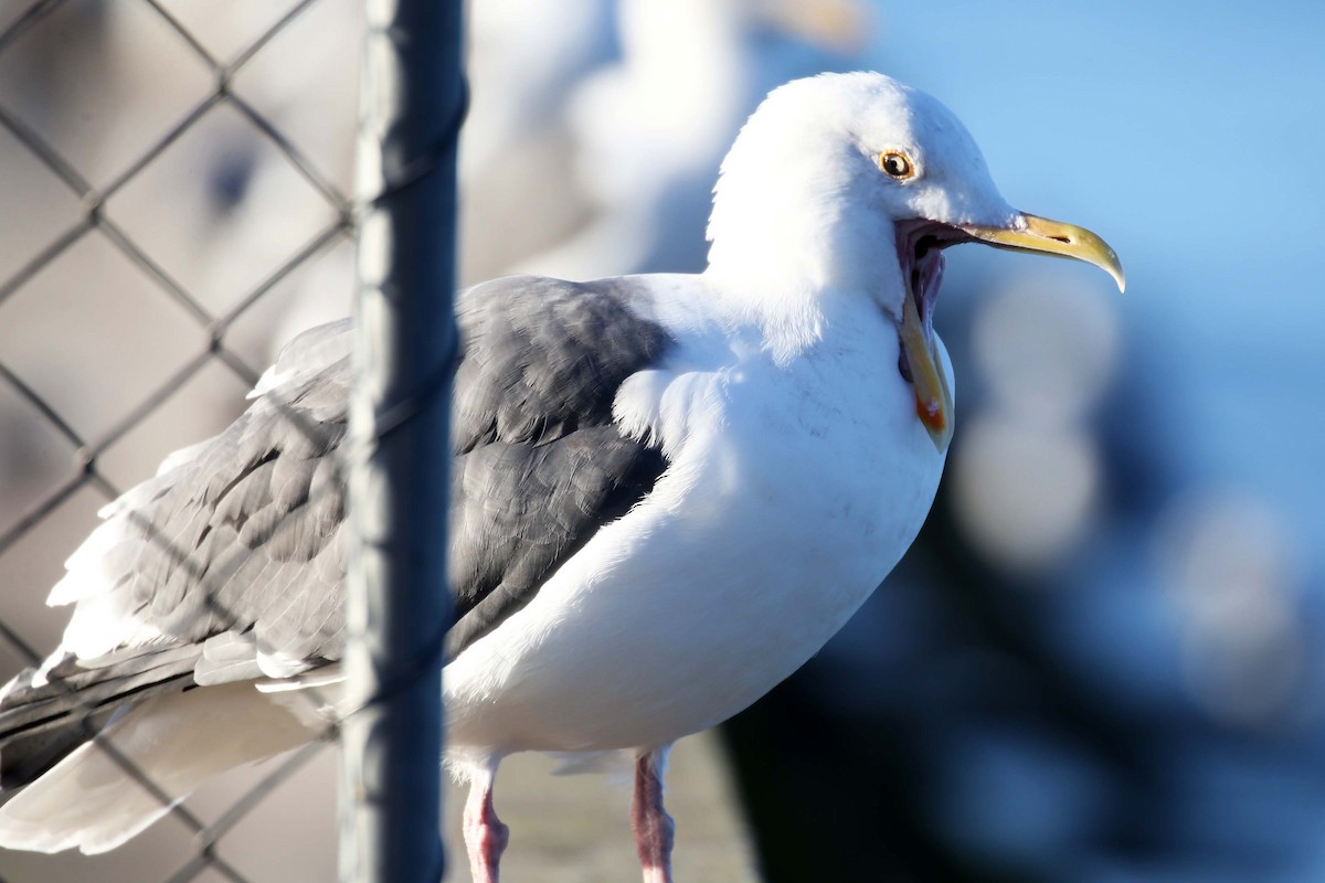 Gaviota Argéntea - ML620122864