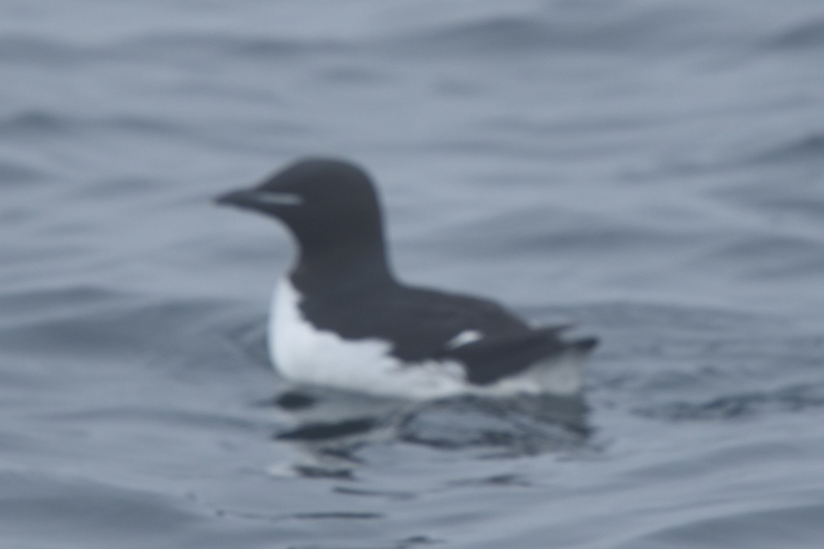 Thick-billed Murre - ML620122871