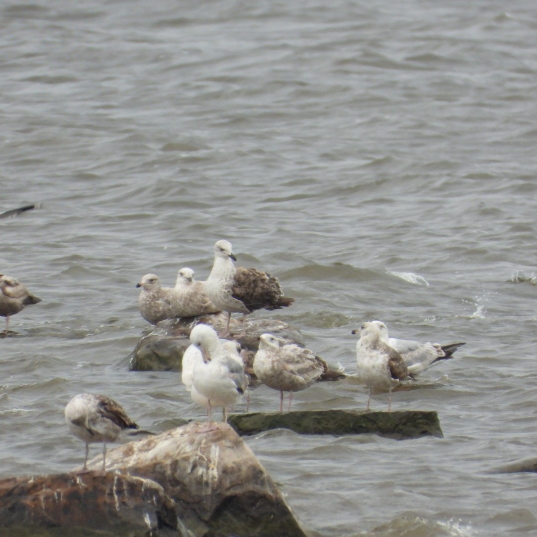 tanımsız Larus sp. - ML620122880