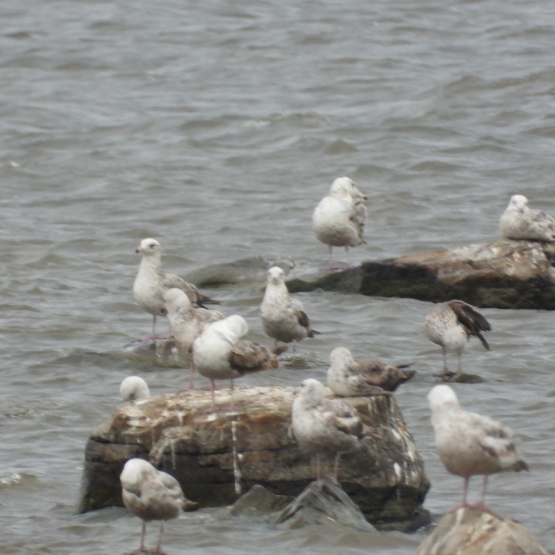 tanımsız Larus sp. - ML620122881