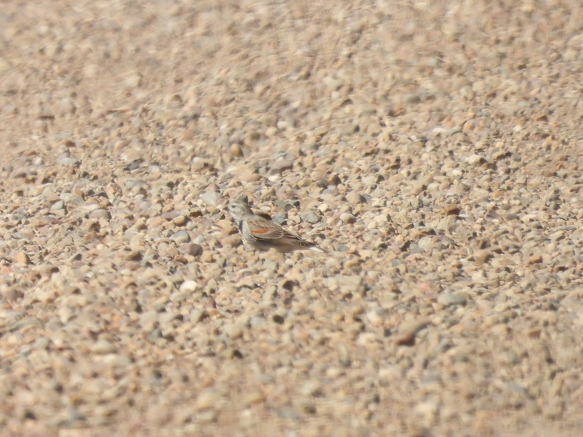 Thick-billed Longspur - ML620122882