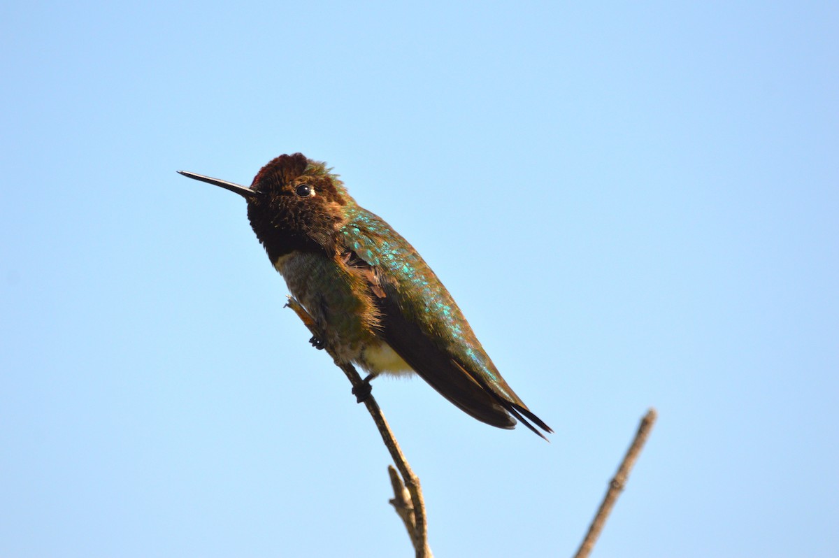 Allen's Hummingbird - ML620122886
