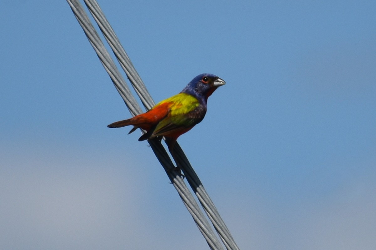 Painted Bunting - ML620122899