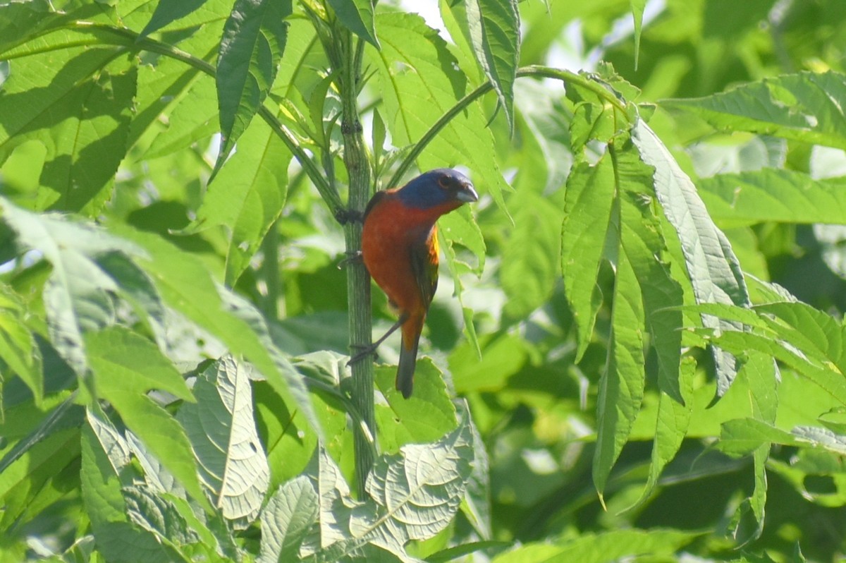 Painted Bunting - ML620122904
