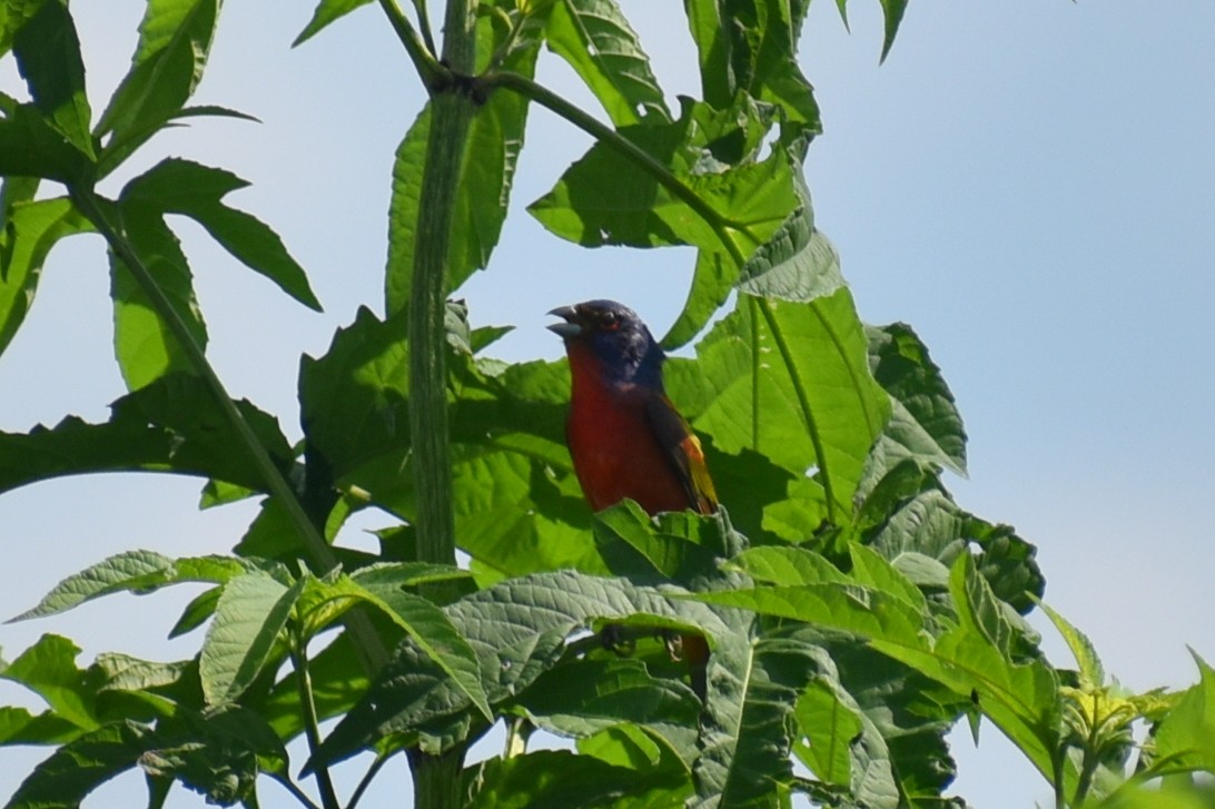 Painted Bunting - ML620122905