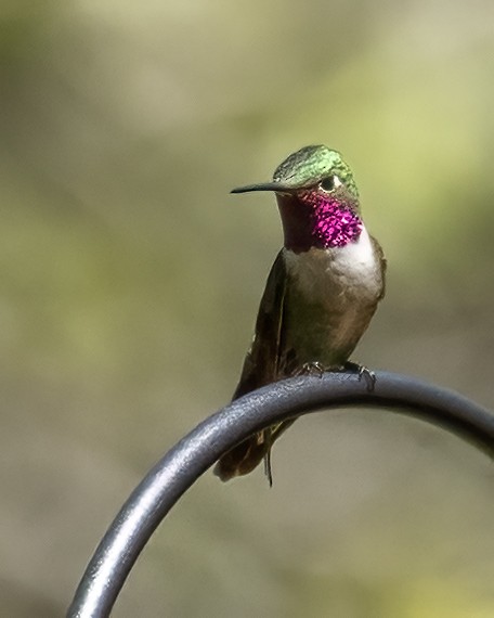 Broad-tailed Hummingbird - ML620122916