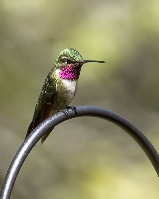 Broad-tailed Hummingbird - ML620122917