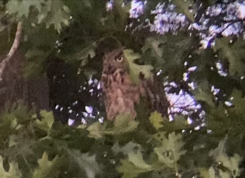 Great Horned Owl - ML620122924