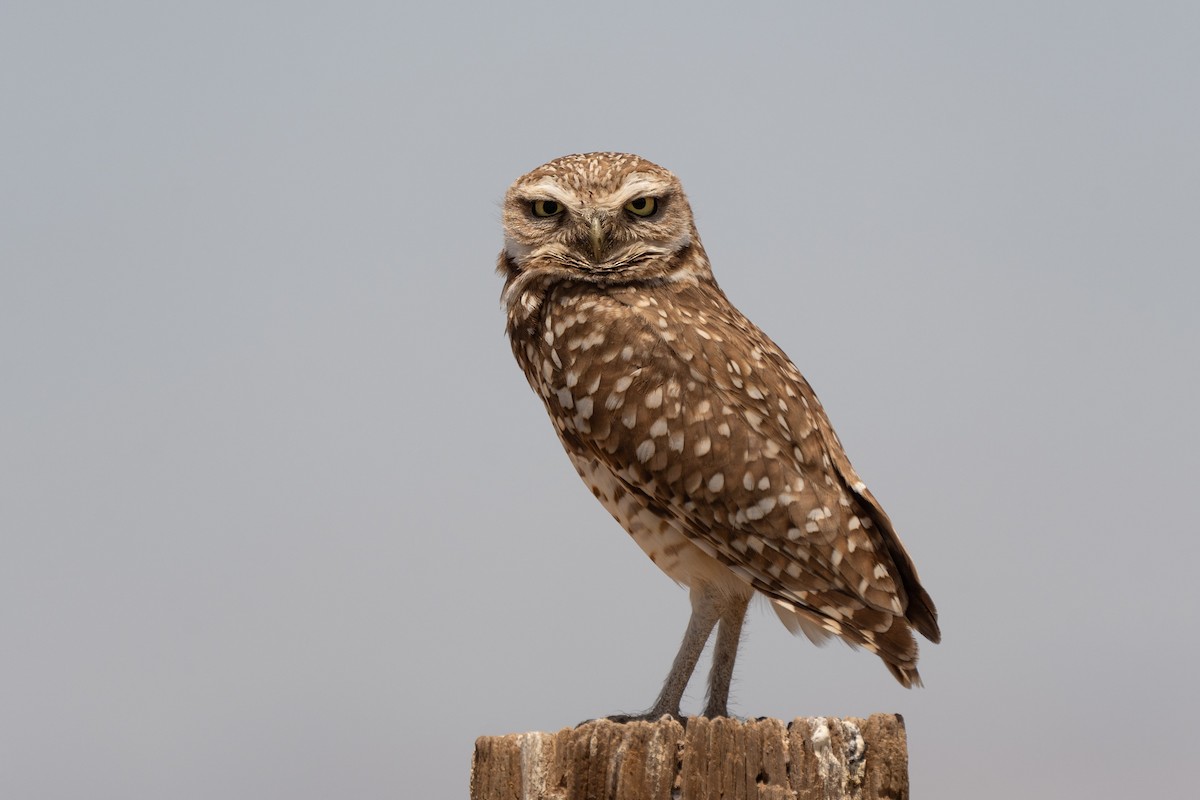 Burrowing Owl - ML620122948