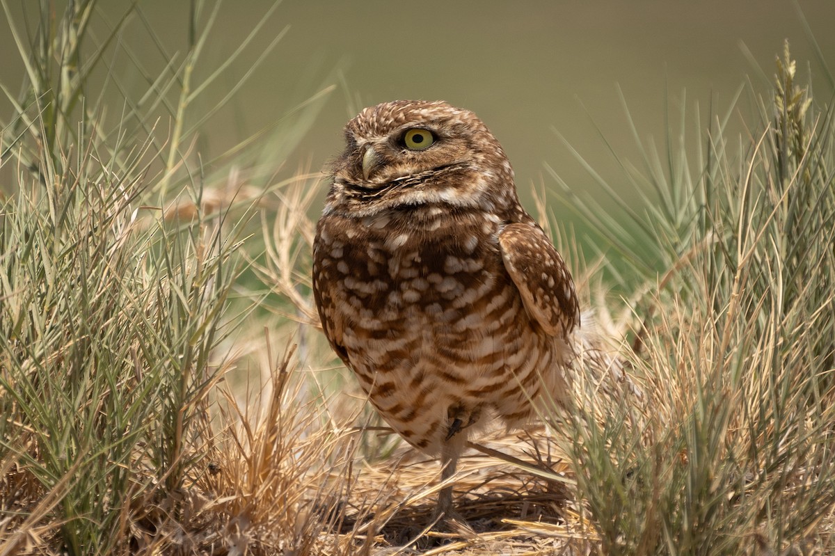 Burrowing Owl - ML620122950