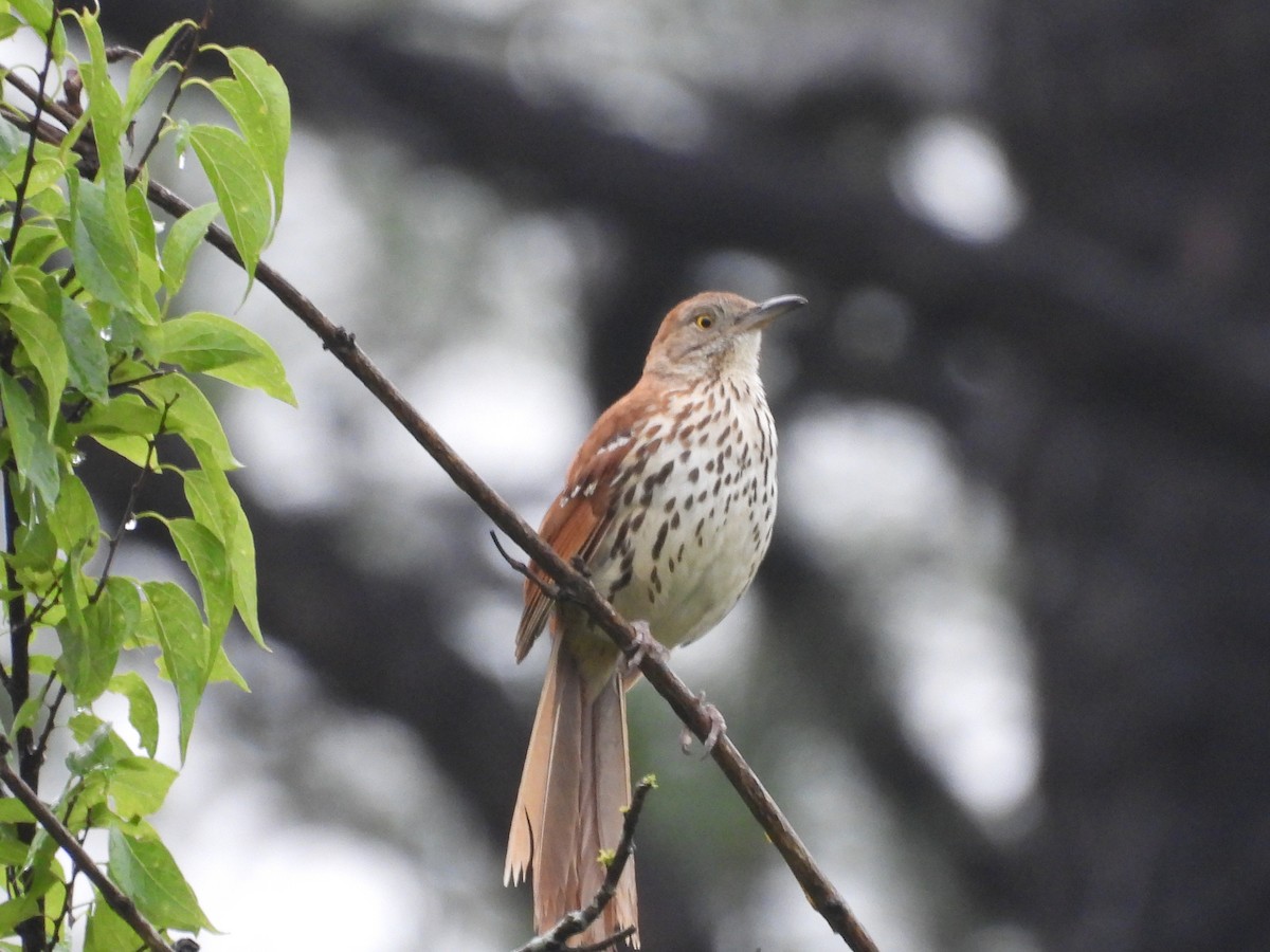 Brown Thrasher - ML620122956