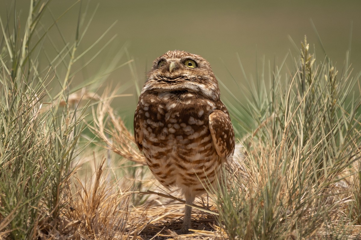 Burrowing Owl - ML620122958