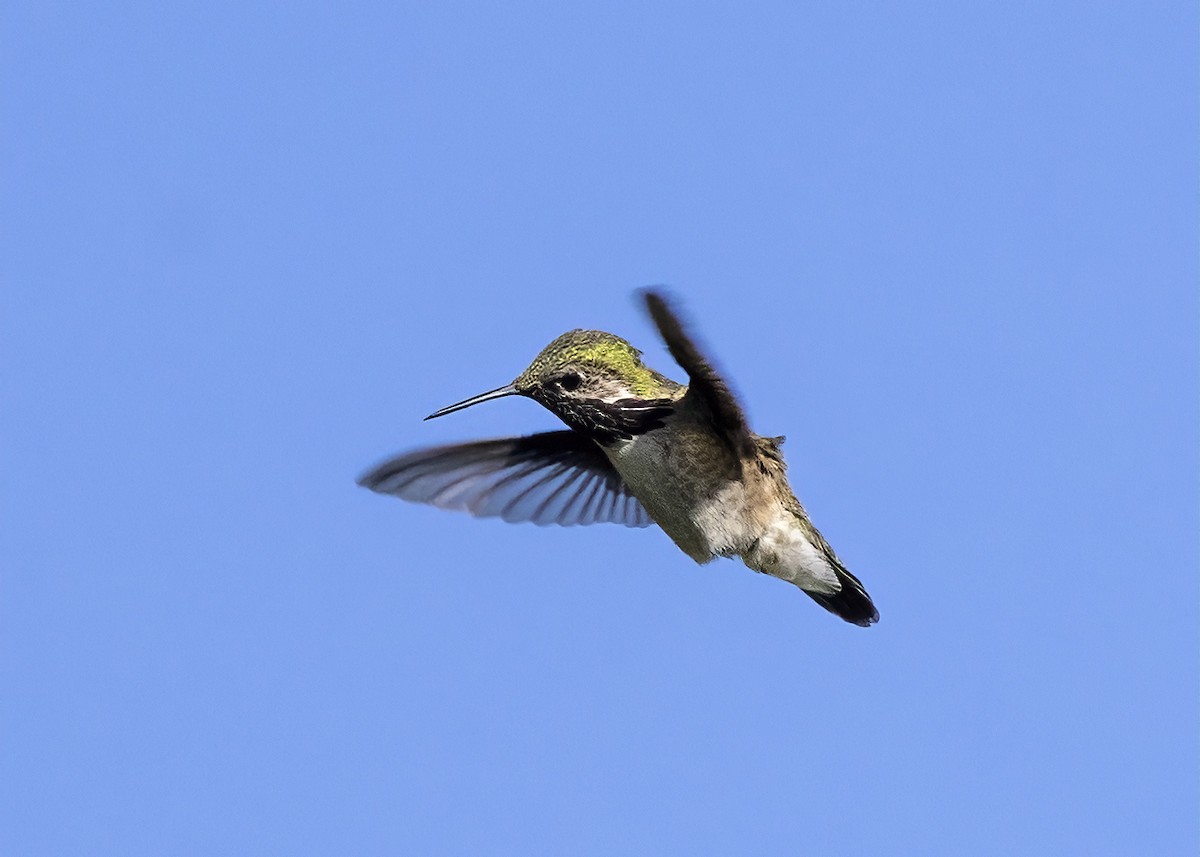 Calliope Hummingbird - ML620122963