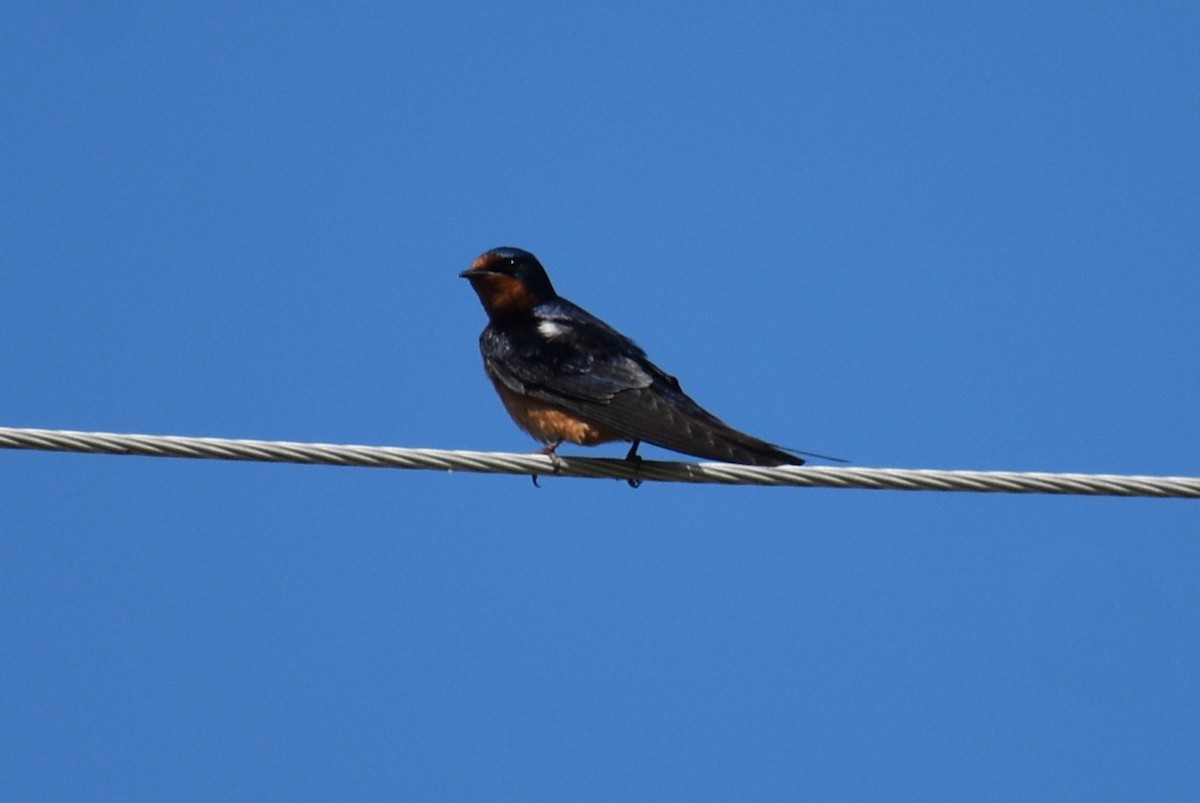 Barn Swallow - ML620122969