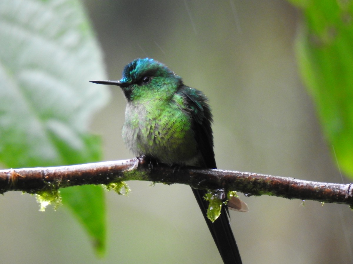Long-tailed Sylph - ML620122975