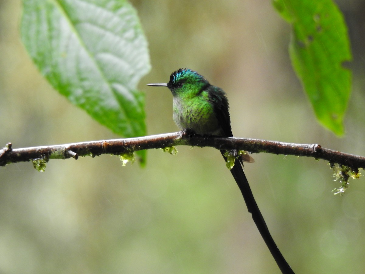 Long-tailed Sylph - ML620122977