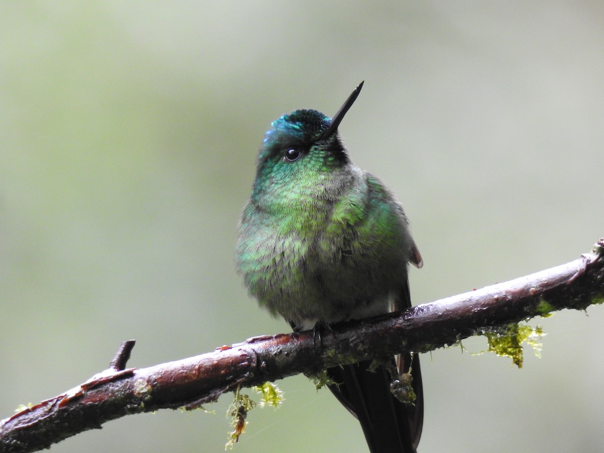 Long-tailed Sylph - ML620122978
