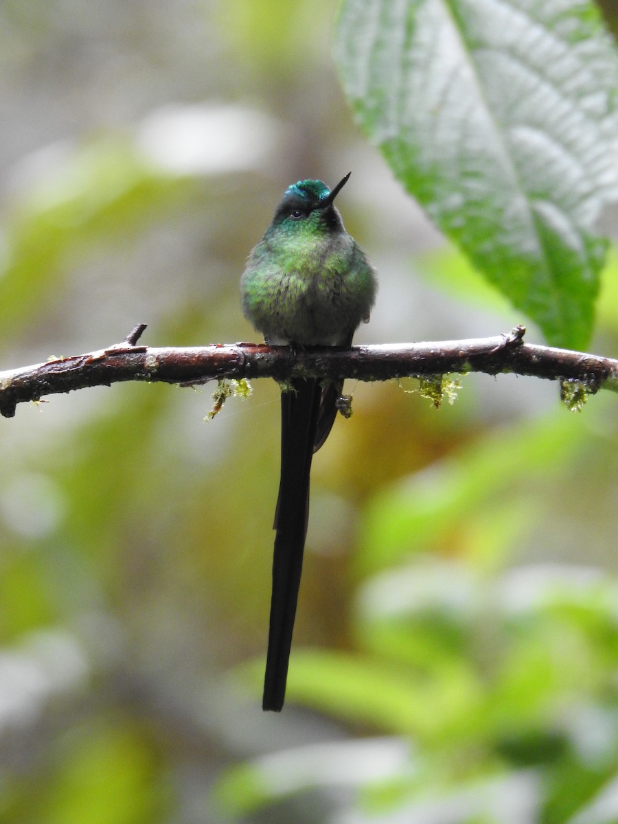 Long-tailed Sylph - ML620122979
