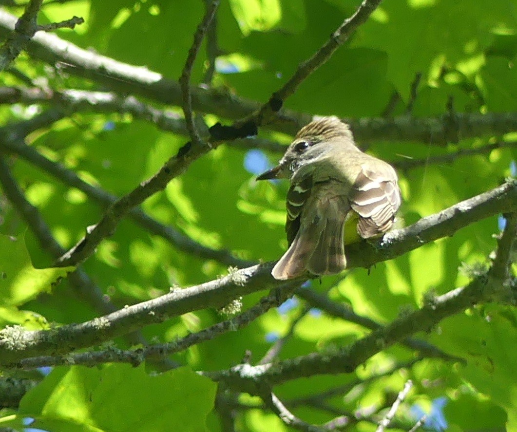 Great Crested Flycatcher - ML620122987