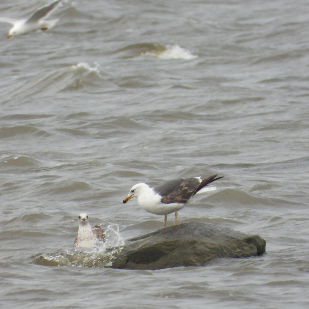 Lesser Black-backed Gull - Manon Guglia