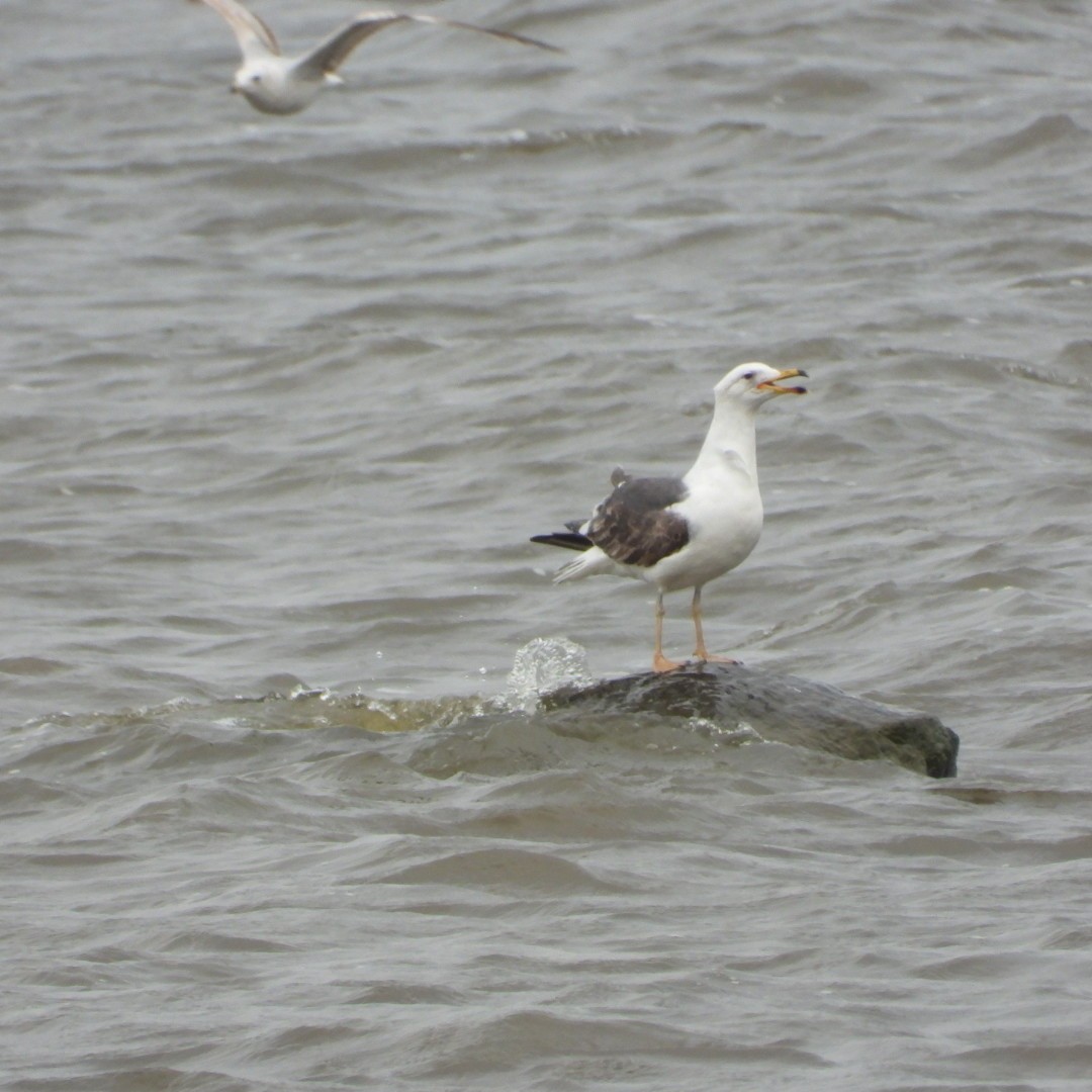 Lesser Black-backed Gull - ML620122991