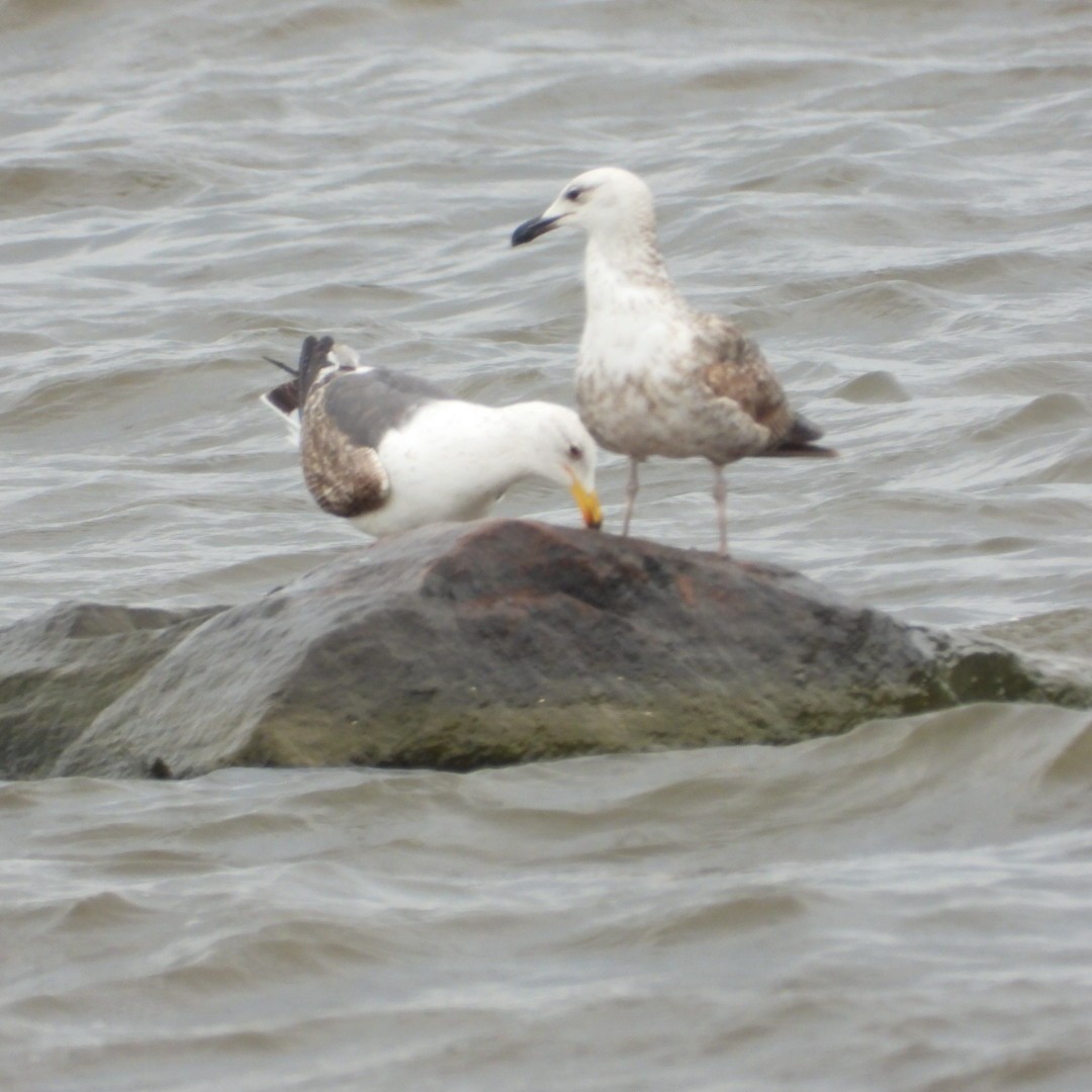 Lesser Black-backed Gull - ML620122992