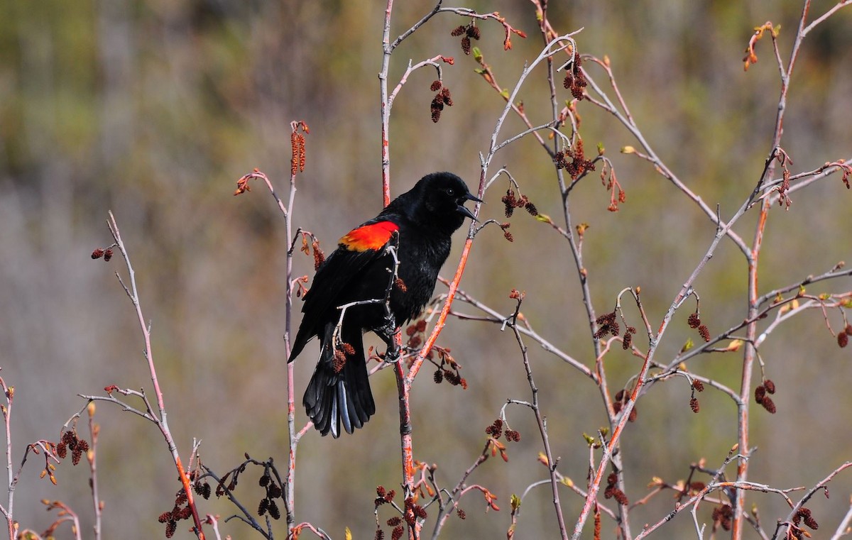 Red-winged Blackbird - ML620122994