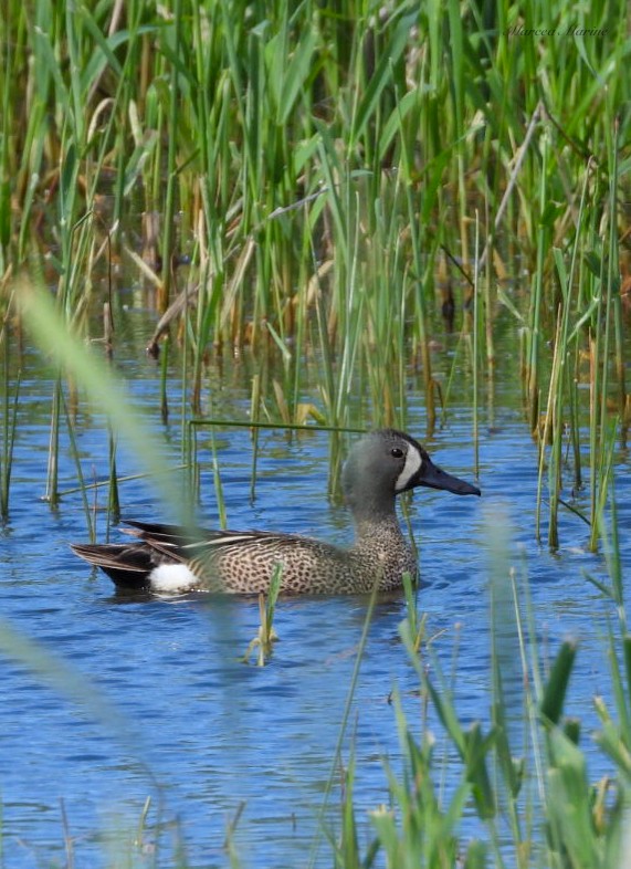 Blue-winged Teal - ML620122996