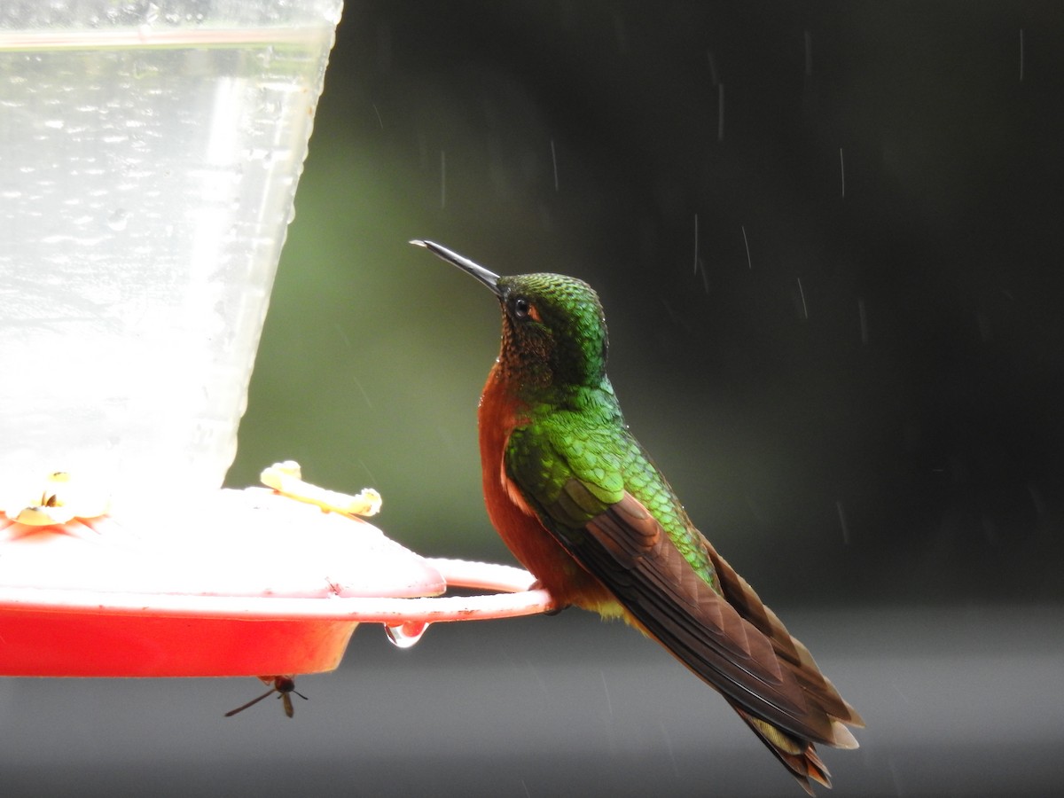 kolibřík peruánský - ML620122999