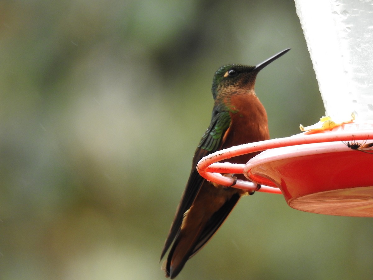 kolibřík peruánský - ML620123000