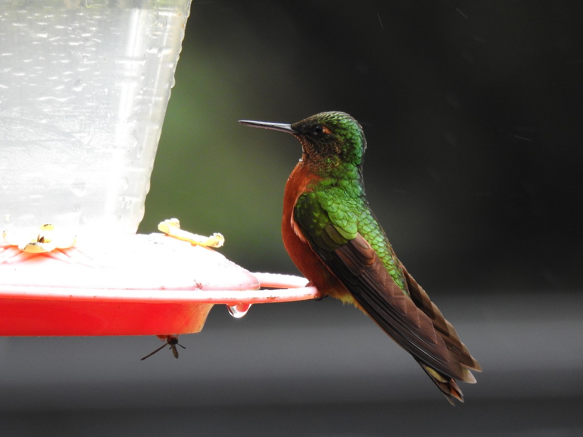 kolibřík peruánský - ML620123001
