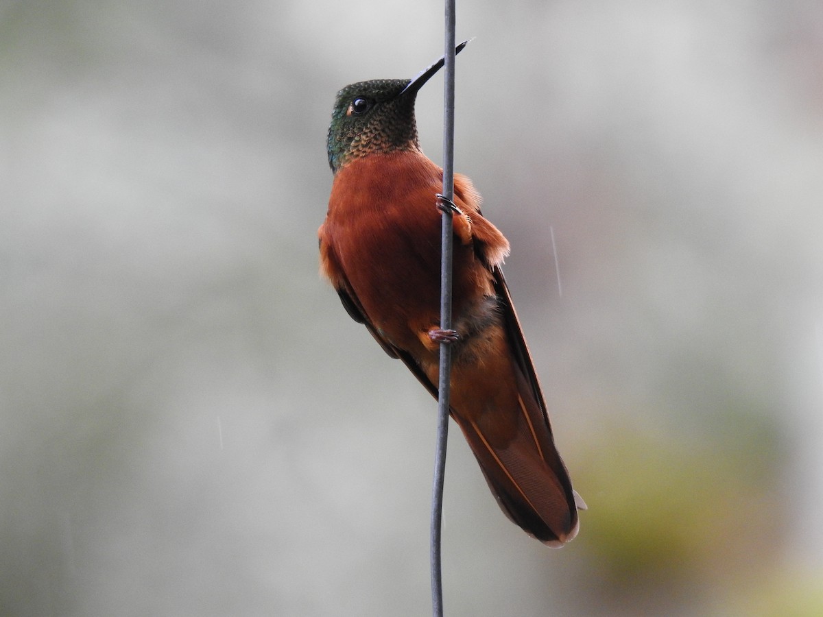 kolibřík peruánský - ML620123002