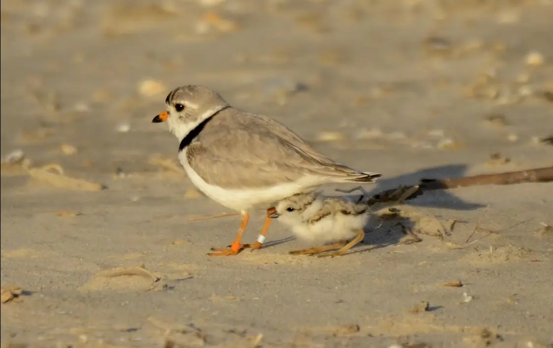 Piping Plover - ML620123012