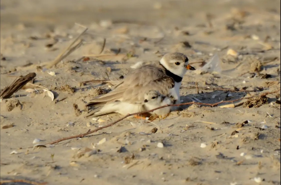 Piping Plover - ML620123013