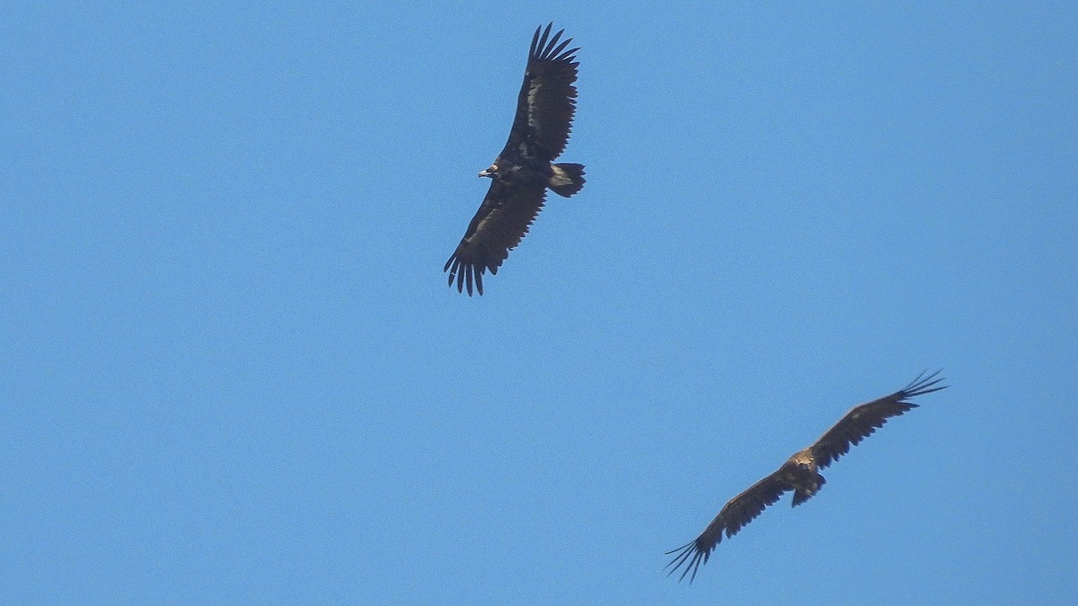 Cinereous Vulture - ML620123022