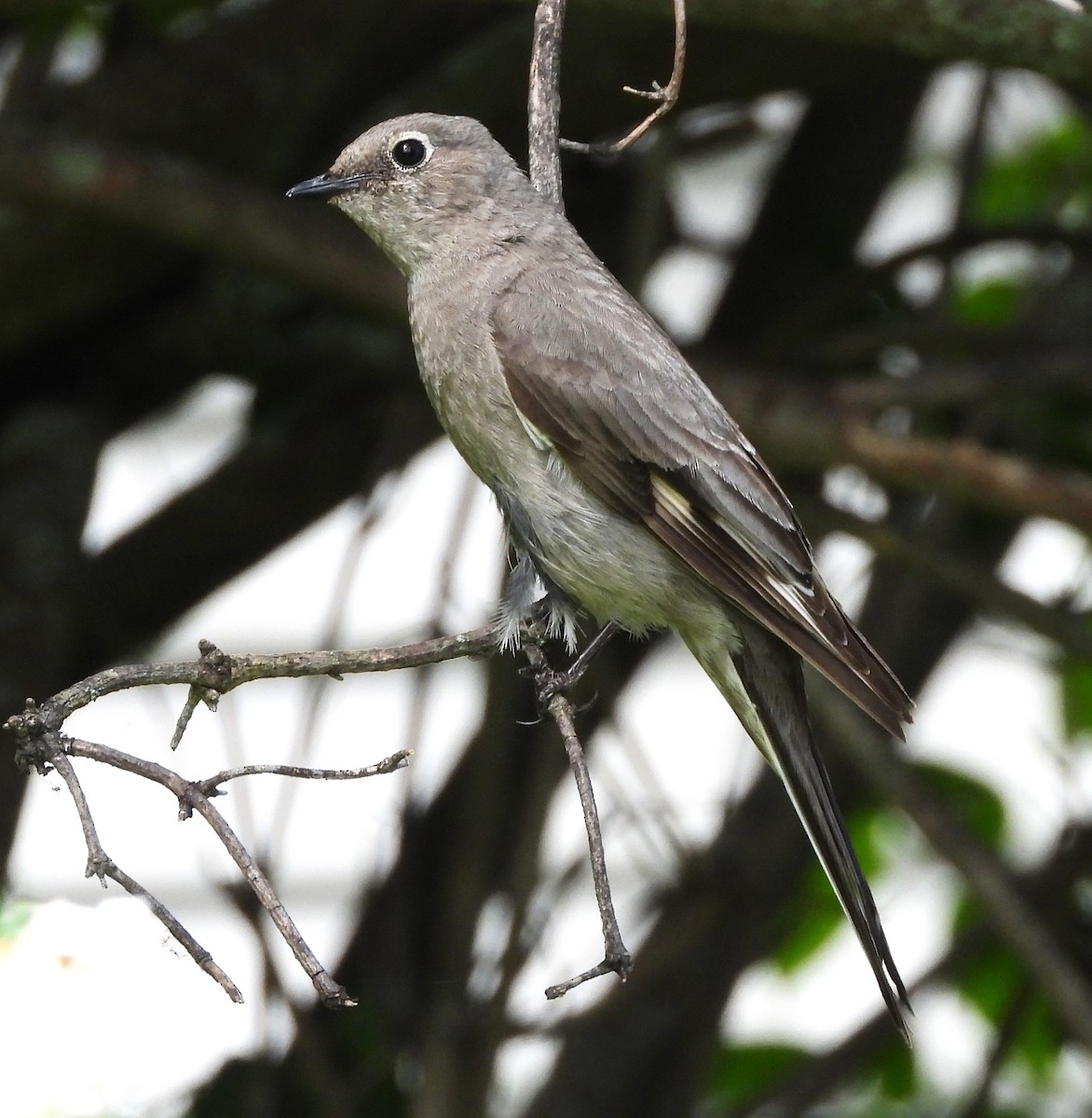 Townsend's Solitaire - ML620123037