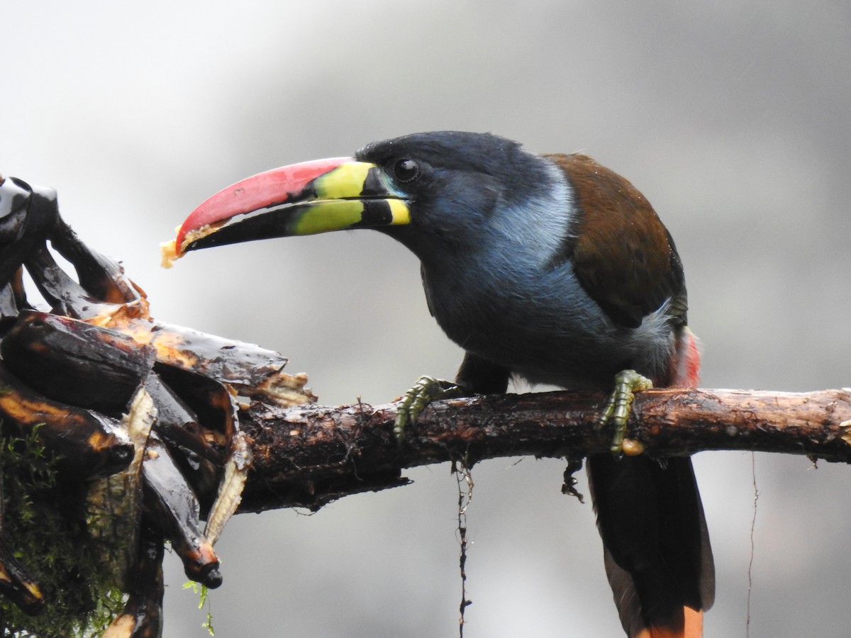 Gray-breasted Mountain-Toucan - ML620123041