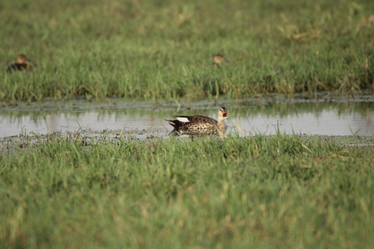 Indian Spot-billed Duck - ML620123043