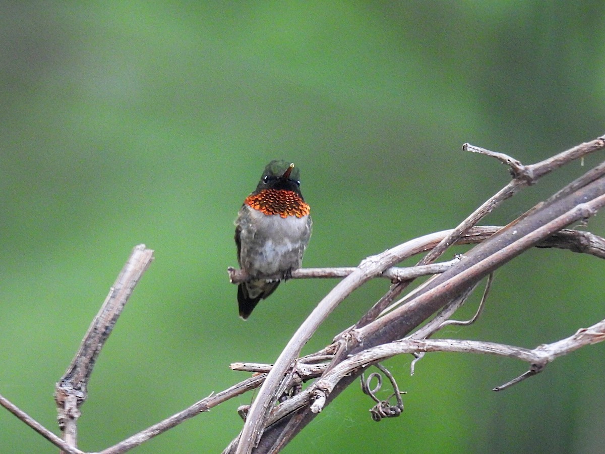 Ruby-throated Hummingbird - ML620123060