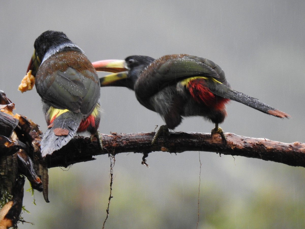 Gray-breasted Mountain-Toucan - ML620123079