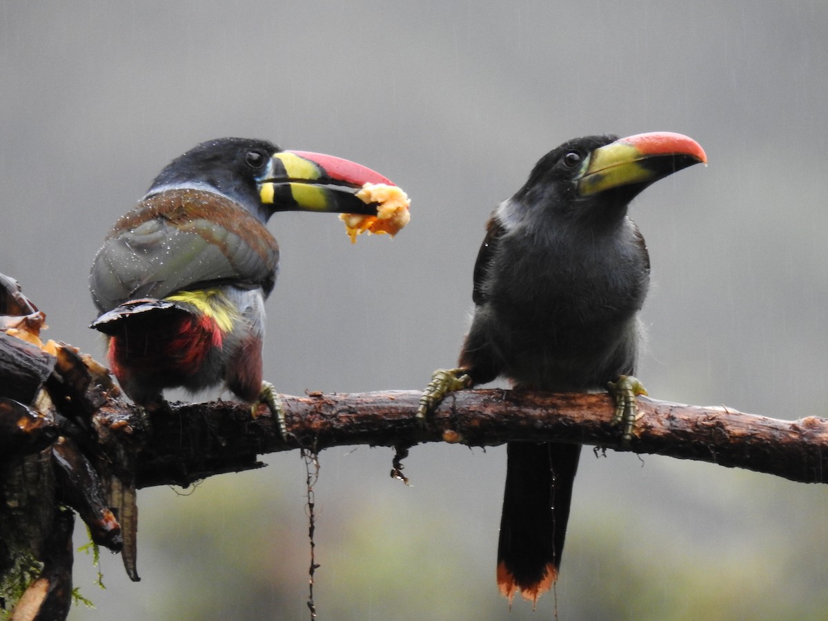 Gray-breasted Mountain-Toucan - Justin Harris