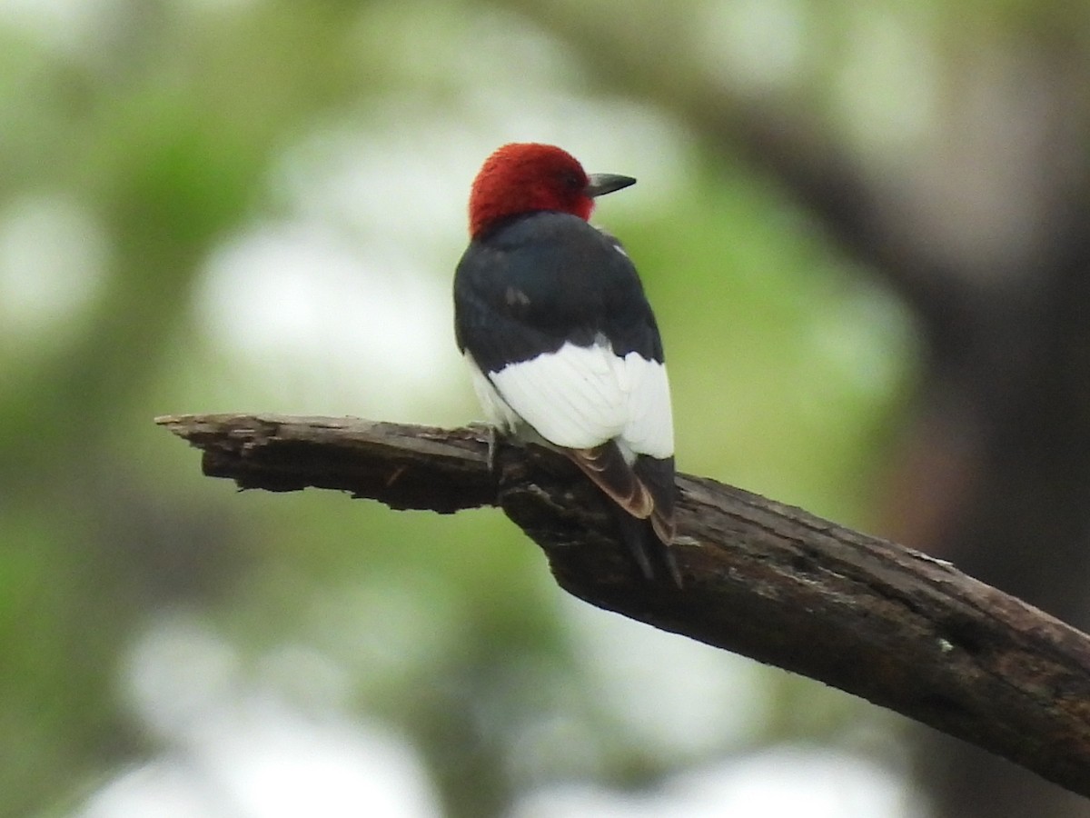 Red-headed Woodpecker - ML620123086