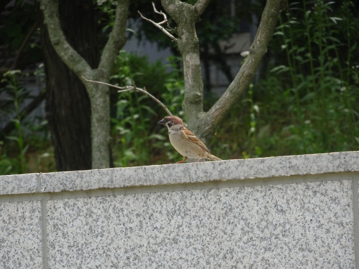 Eurasian Tree Sparrow - ML620123087