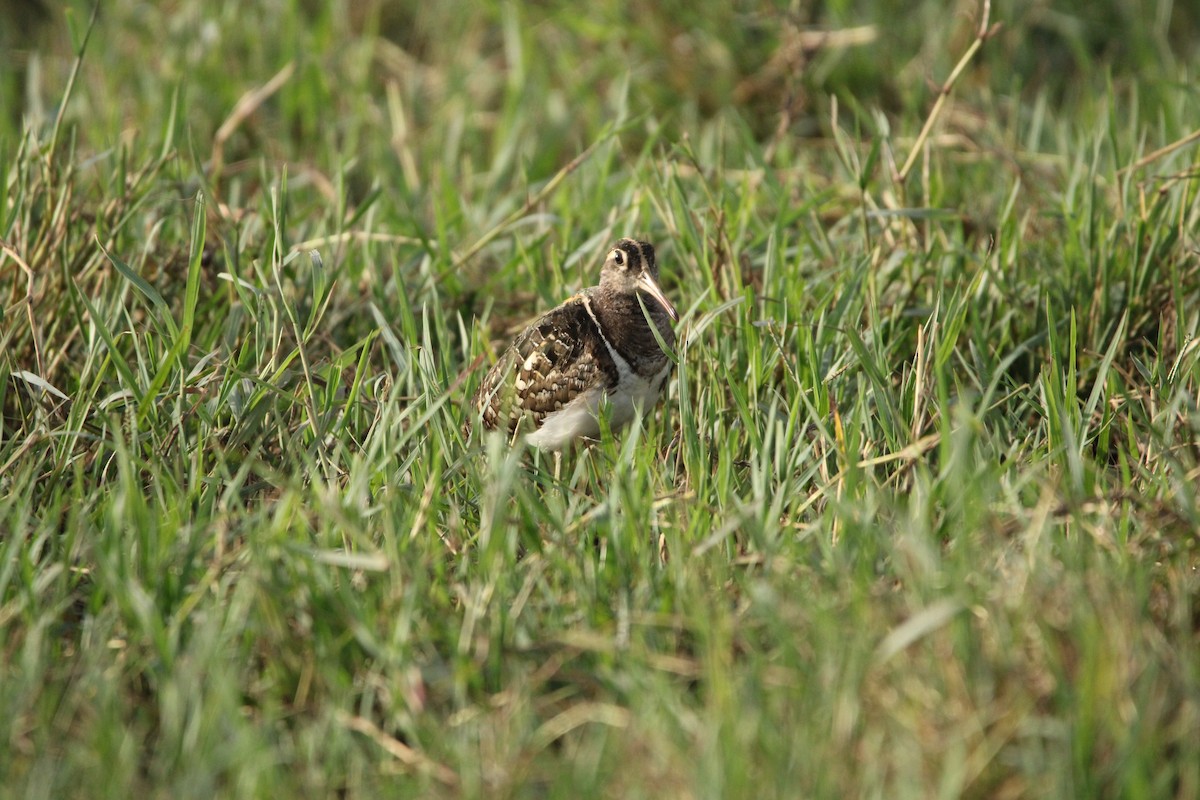 Greater Painted-Snipe - ML620123090
