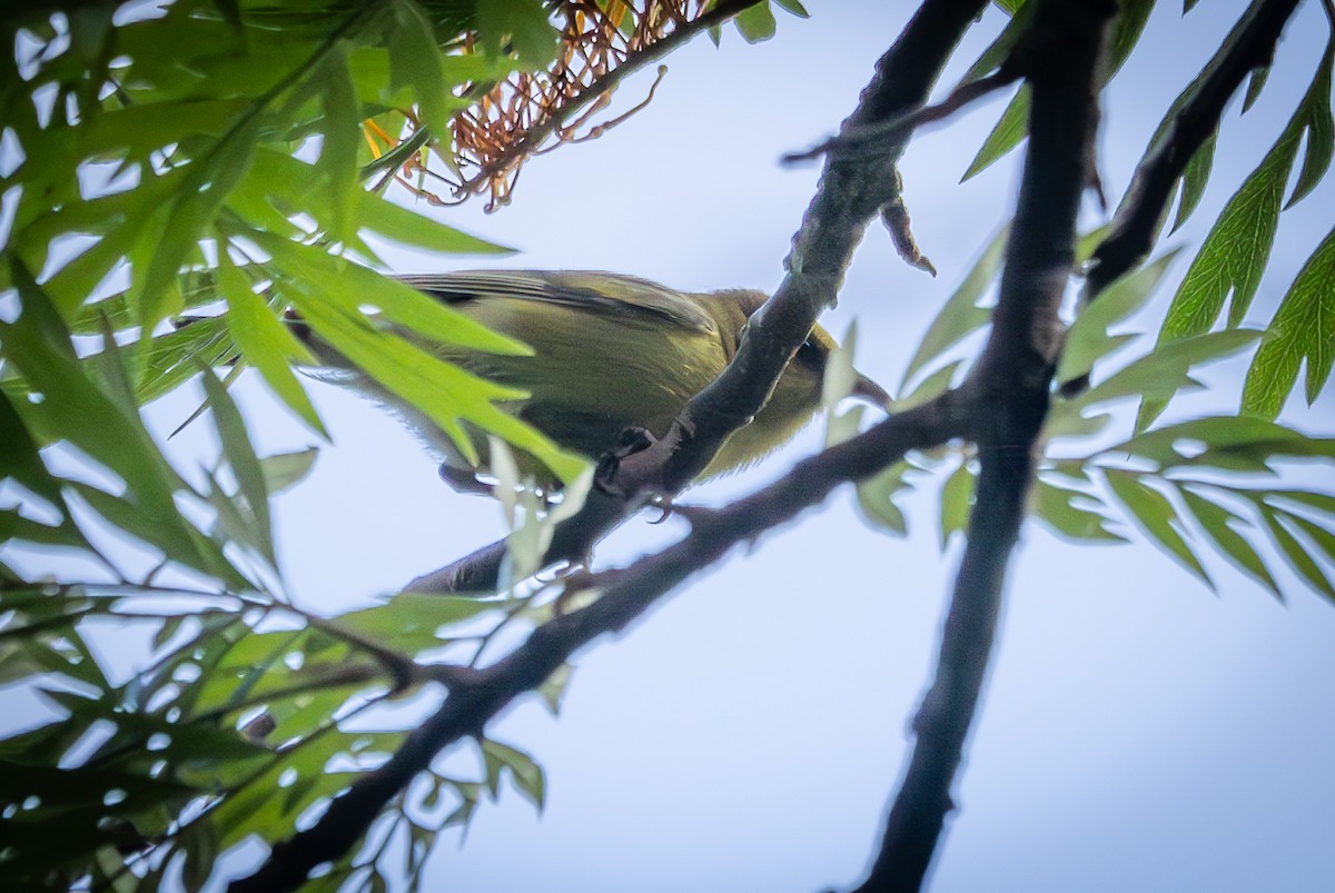 Oahu-Amakihikleidervogel - ML620123095