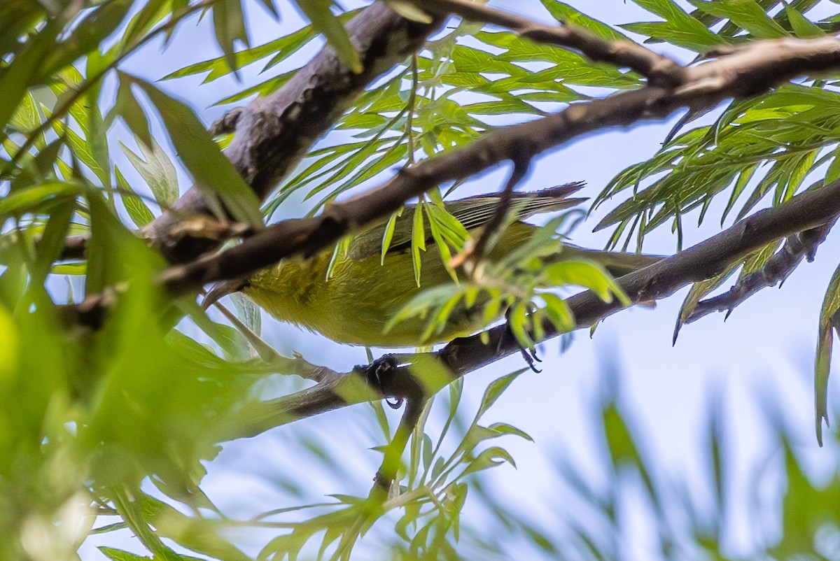 Oahu-Amakihikleidervogel - ML620123096