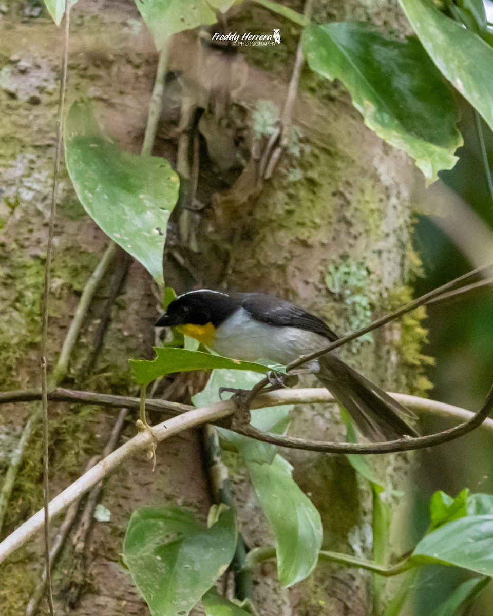 White-naped Brushfinch - ML620123097