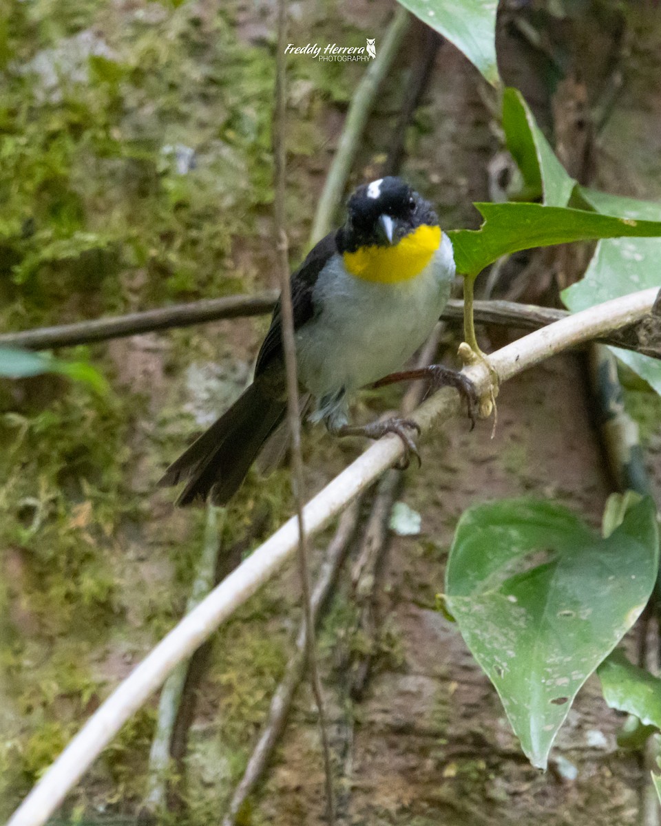 White-naped Brushfinch - ML620123098