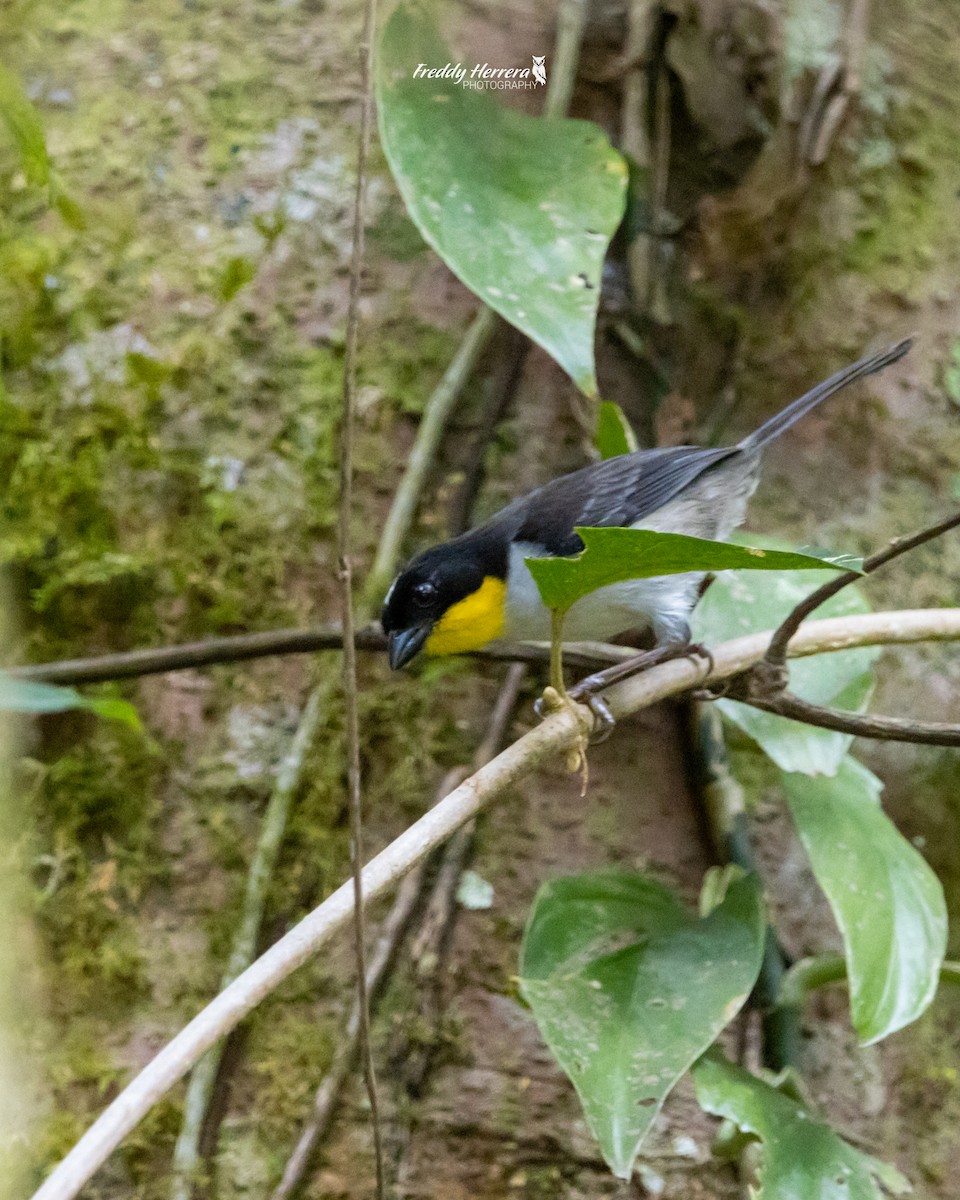 White-naped Brushfinch - ML620123099